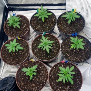 Cultiuana CT-720 Grow Journals