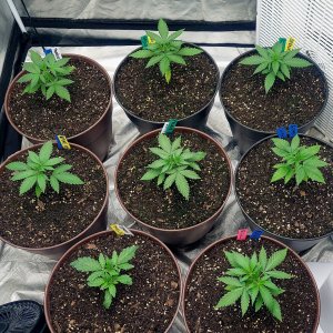 Cultiuana CT-720 Grow Journals