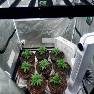 Cultiuana CT-720 Grow Journals