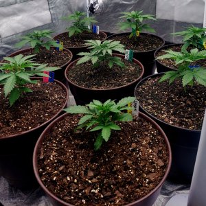 Cultiuana CT-720 Grow Journals