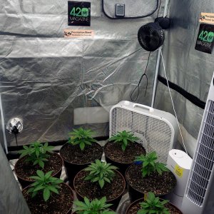 Cultiuana CT-720 Grow Journals