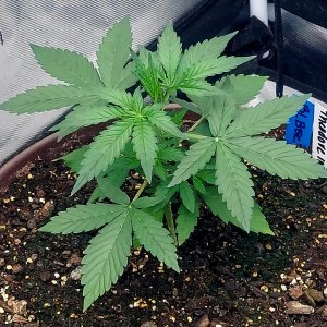 Blueberry Autoflower-Grow Journal