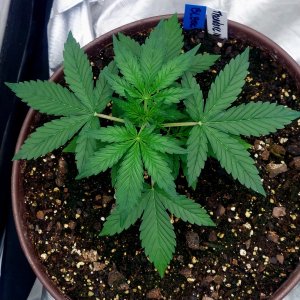 Blueberry Autoflower-Grow Journal