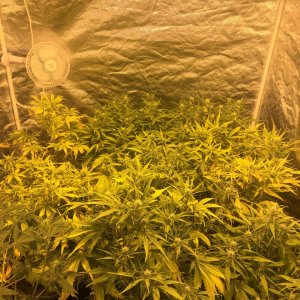 Dos si Dos Week 6 Flowering