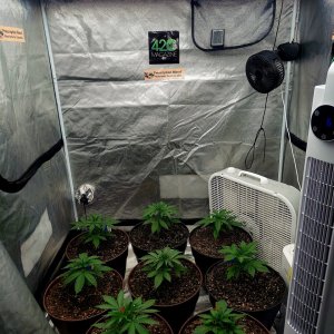 Cultiuana CT-720 Grow Journals