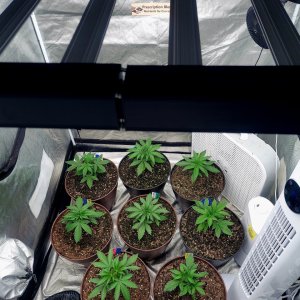 Cultiuana CT-720 Grow Journals