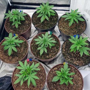 Cultiuana CT-720 Grow Journals