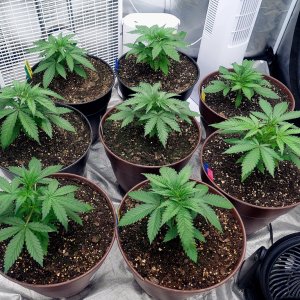 Cultiuana CT-720 Grow Journals