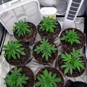 Cultiuana CT-720 Grow Journals