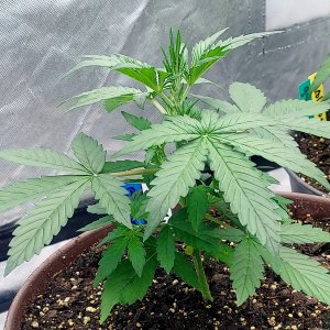 Blueberry Autoflower-Grow Journal