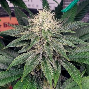 Super Silver Crack-Grow Journal