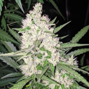 octane-fire-feminized-marijuanaseeds-growers-choice-cannabis.jpg