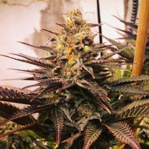 Rainbow-Candy-female-cannabisseeds-growers-choice-weed.jpg