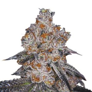 white-fire-gelato-female-seeds-cannabis-weed-marijuana.jpg