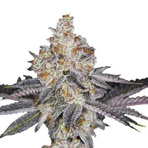 wifi-punch-white-fire-punch-growers-choice-female-weedseeds.jpg