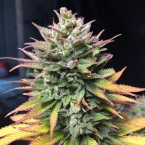 Blue-forest-berry-Growers-Choice-feminized-cannapot.jpg