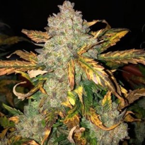 frosty-gelato-feminized_weedseeds-growers-choice-dope.jpg