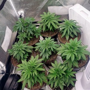 Cultiuana CT-720 Grow Journals