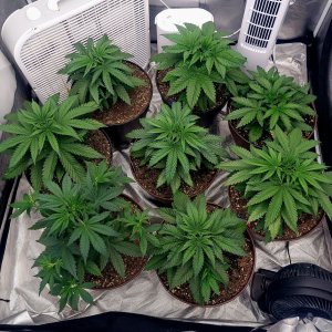 Cultiuana CT-720 Grow Journals