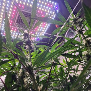 Fruit punch auto flowering under vivosun aerolight.jpg