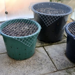 Galvanised welded steel mesh to deter birds from pecking out the amendments