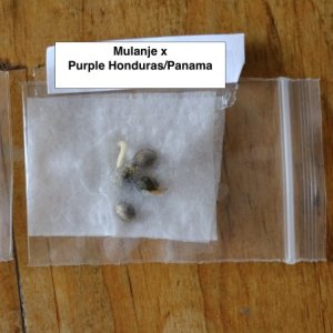 Seeds germinating in zip lock bags