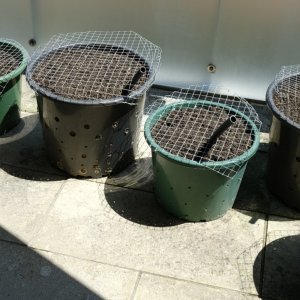 Pots with their 'root aeration chambers' ready for planting