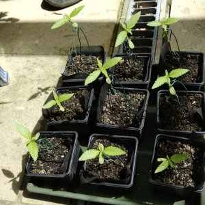 Beginning 'hardening up' of leggy seedlings in sheltered spot outdoors