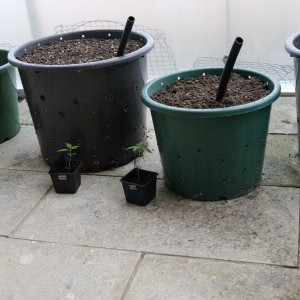 Hardened up seedlings standing next to their allotted pots