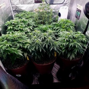 Cultiuana CT-720 Grow Journals