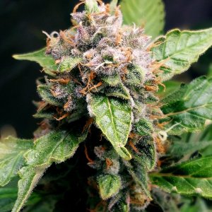 Deelite-Grow Journal