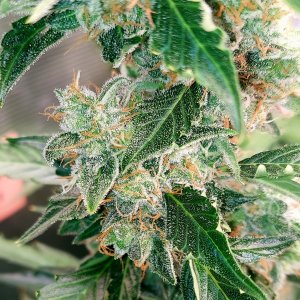 Deelite-Grow Journal