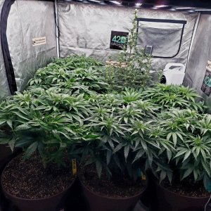 Cultiuana CT-720 Grow Journals