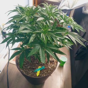 Gorilla Glue Super Lemon Haze-Grow Journal