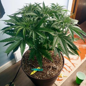 Gorilla Glue Super Lemon Haze-Grow Journal