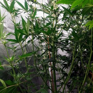 Blueberry Autoflower-Grow Journal