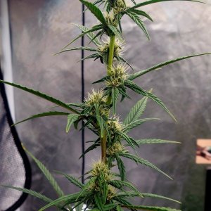 Blueberry Autoflower-Grow Journal