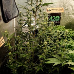 Blueberry Autoflower-Grow Journal