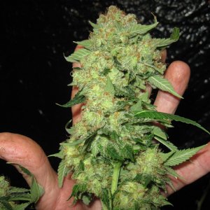 Pineapple Chunk IMG_3953.JPG