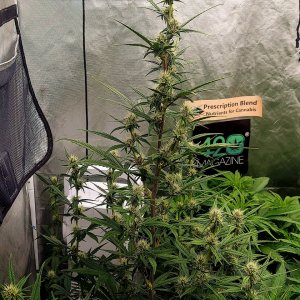 Blueberry Autoflower-Grow Journal