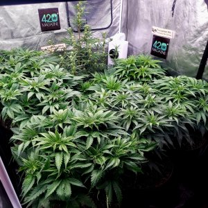 Cultiuana CT-720-Assorted Grow