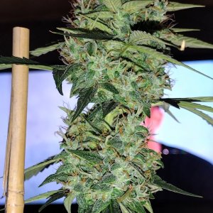 Angel og crop king seeds