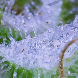 Trichome Glacier