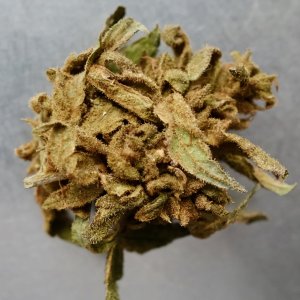 A droughted Mango Sherbert bud