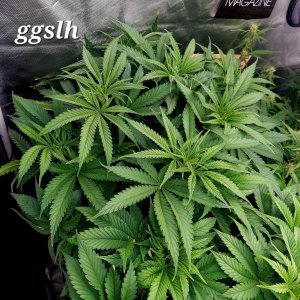 Gorilla Glue Super Lemon Haze-Grow Journal