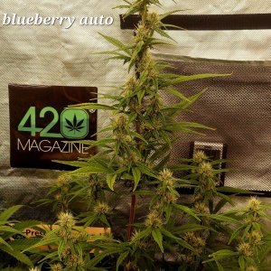 Blueberry Autoflower-Grow Journal