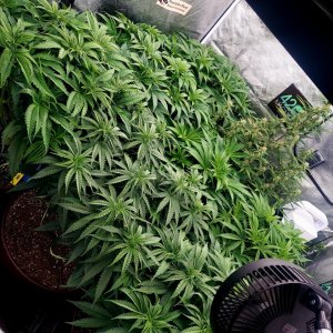 Cultiuana CT-720 Winter Grow 22-23