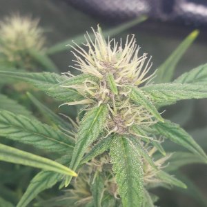 Blueberry Autoflower-Grow Journal