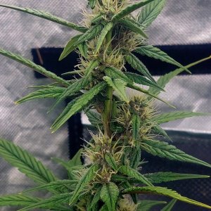 Blueberry Autoflower-Grow Journal