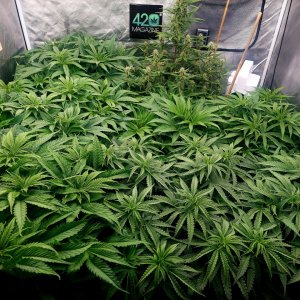 Cultiuana CT-720 Grow Journals